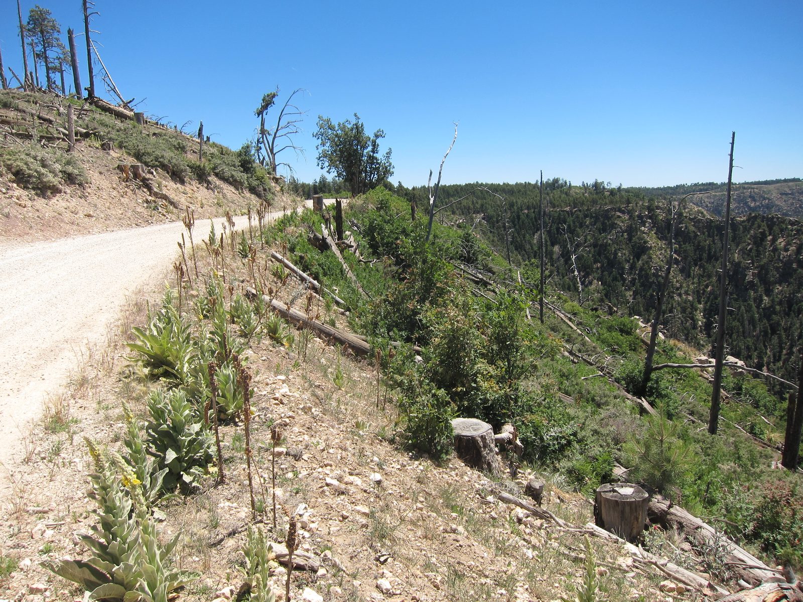 A sample of how the road paralleled the rim.  That slope runs straight down.